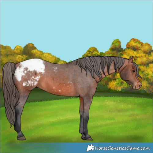 Horse Color:Bay Appaloosa