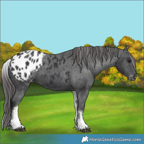 Horse Color:White Spotted Black Appaloosa