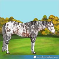 Horse Color:Brown Sabino Splash Appaloosa  and Brown Sabino Splash Appaloosa