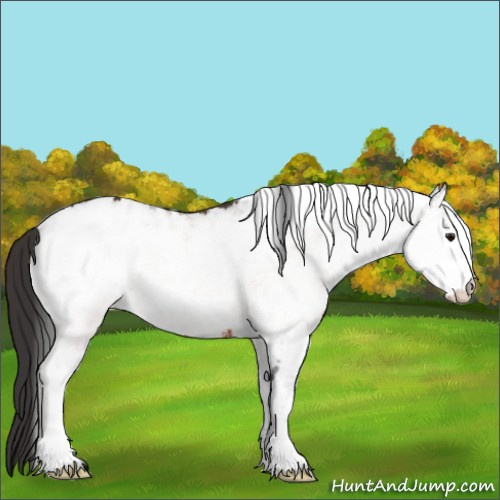 Horse Color:White Spotted Bay Appaloosa