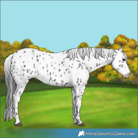 Horse Color:Black Appaloosa 