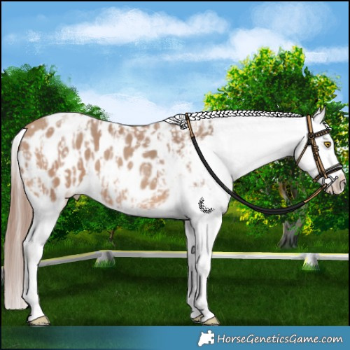 Horse Color:Amber Champagne Sabino Tobiano Appaloosa  and Amber Champagne Sabino Tobiano Appaloosa 