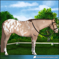 Horse Color:Amber Champagne Sabino Tobiano Appaloosa  and Amber Champagne Sabino Tobiano Appaloosa 