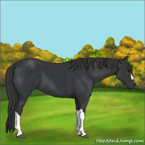 Horse Color:Black 