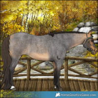Horse Color:Buckskin Roan 