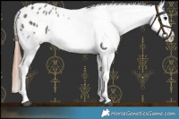 Horse Color:Grullo Blanket 
