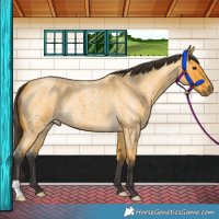 Horse Color:Buckskin Roan 