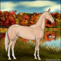 Horse Color:Gold Champagne 