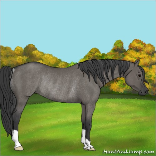 Horse Color:Grullo Rabicano