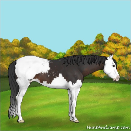 Horse Color:Brown Splash Appaloosa 