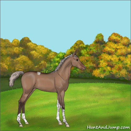 Horse Color:Silver Bay Dun Tobiano Appaloosa 