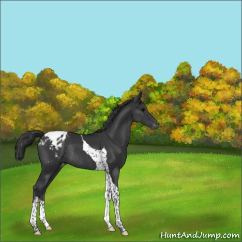 Horse Color:Black Tobiano Appaloosa Rabicano 