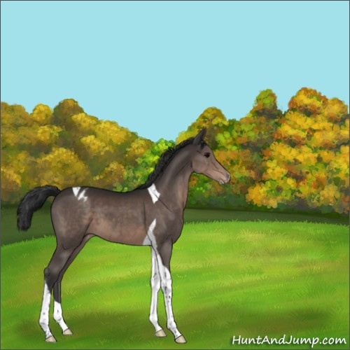 Horse Color:Brown Tobiano Appaloosa 