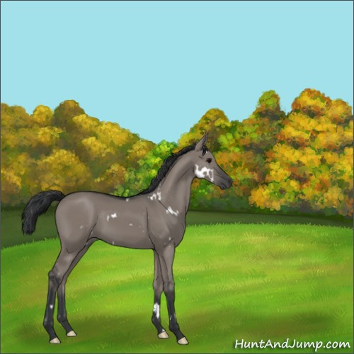 Horse Color:White Spotted Grullo 