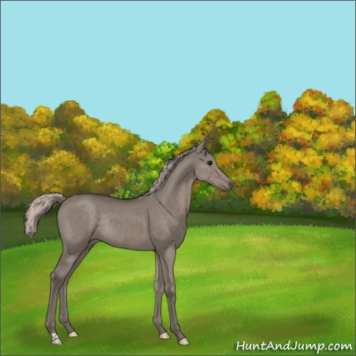 Horse Color:Silver Grullo Rabicano 
