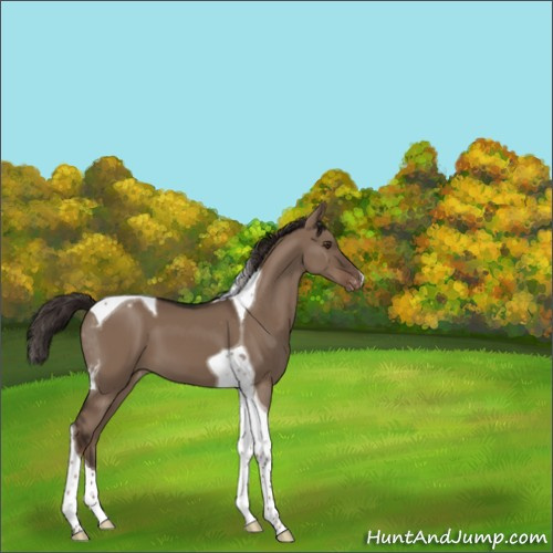 Horse Color:Liver Red Dun Tobiano Appaloosa 