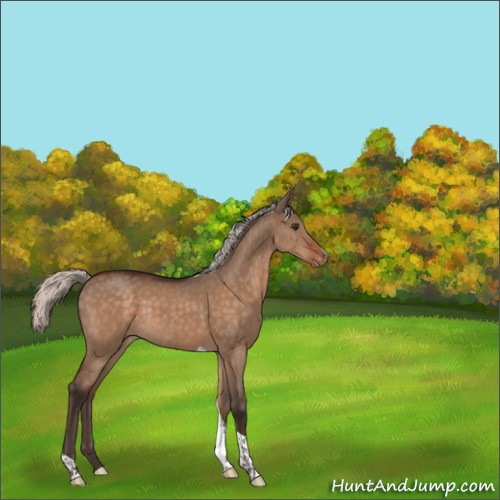 Horse Color:Silver Brown Dun Tobiano Appaloosa Rabicano 