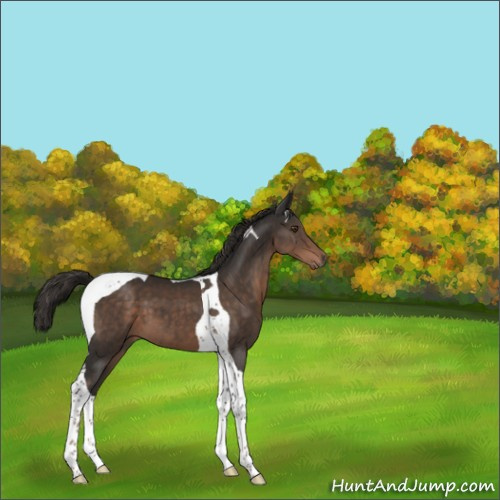 Horse Color:Liver Chestnut Tobiano 