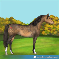 Horse Color:Buckskin 