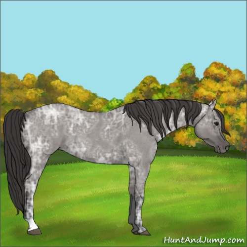 Horse Color:Smoky Grullo Ice Roan 