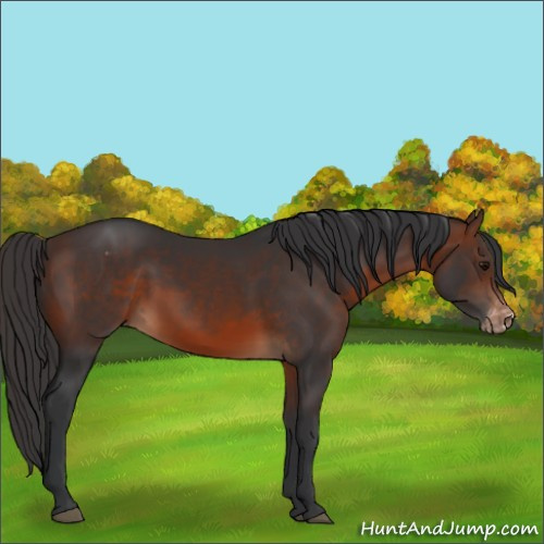 Horse Color:Brown Appaloosa