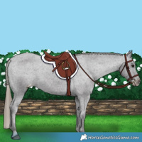 Horse Color:Smoky Black Appaloosa Rabicano 