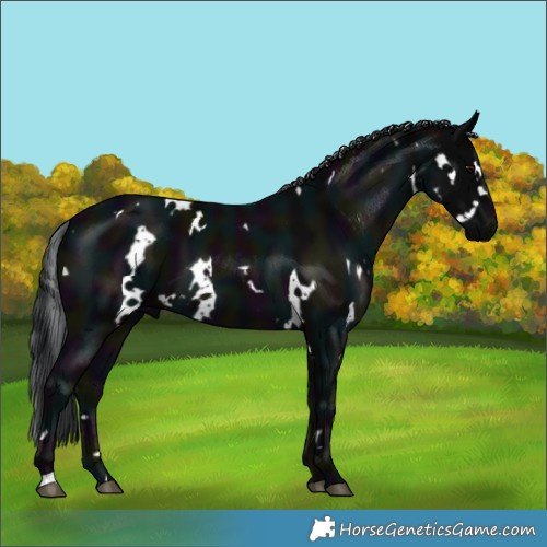 Horse Color:White Spotted Midnight Black 