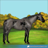 Horse Color:Void Grullo Sabino