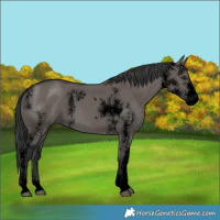 Horse Color:Void Grullo Sabino