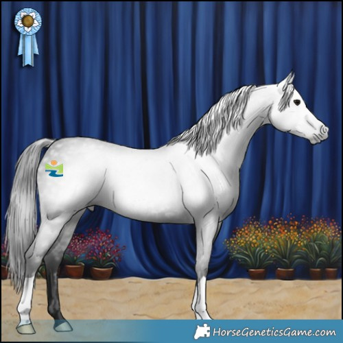 Horse Color:Gray Black 