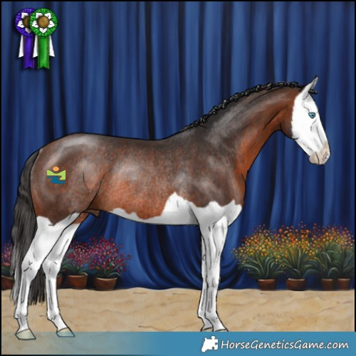 Horse Color:Brown Splash Rabicano 