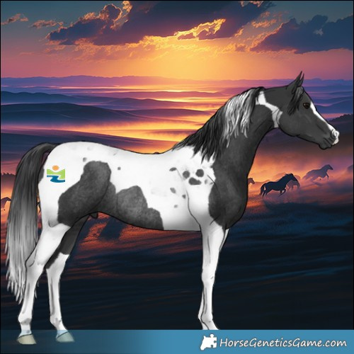 Horse Color:Black Tobiano Rabicano 
