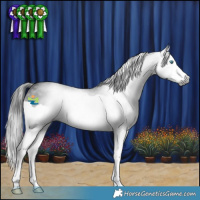 Horse Color:Gray Black Splash 