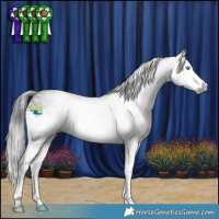 Horse Color:Gray Black Splash 