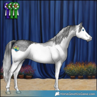 Horse Color:Gray Black Splash 