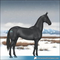 Horse Color:Black 