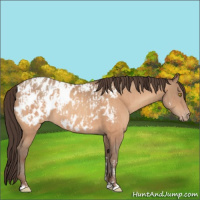 Horse Color:Amber Champagne Sabino Tobiano Appaloosa and Amber Champagne Sabino Tobiano Appaloosa