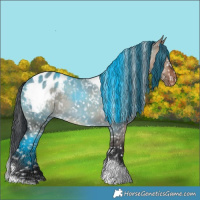 Horse Color:Brown Dun Tobiano Appaloosa 