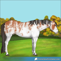 Horse Color:White Spotted Bay 