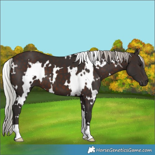 Horse Color:White Spotted Silver Brown 
