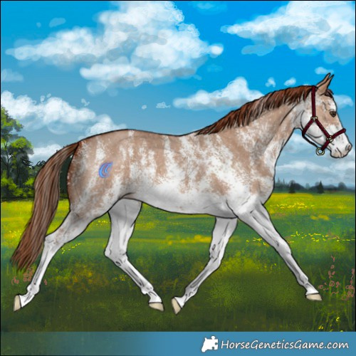 Horse Color:White Spotted Red Dun 