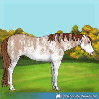 Horse Color:White Spotted Red Dun 
