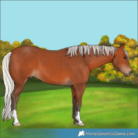 Horse Color:Silver Bay 