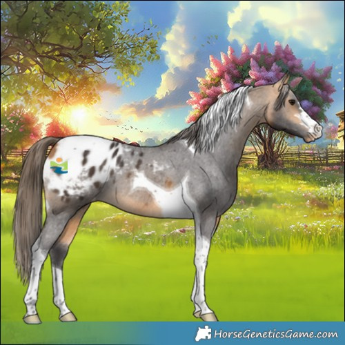 Horse Color:Buckskin Tobiano Appaloosa Rabicano 