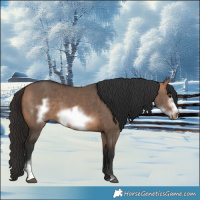 Horse Color:Bay Dun Sabino Frame 