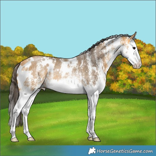 Horse Color:White Spotted Buckskin Splash Rabicano 