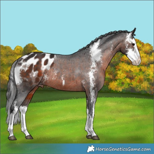 Horse Color:Brown Sabino Splash Appaloosa 
