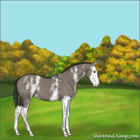 Horse Color:White Spotted Grullo Splash 
