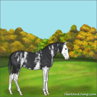 Horse Color:White Spotted Black Splash