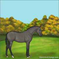 Horse Color:Grullo